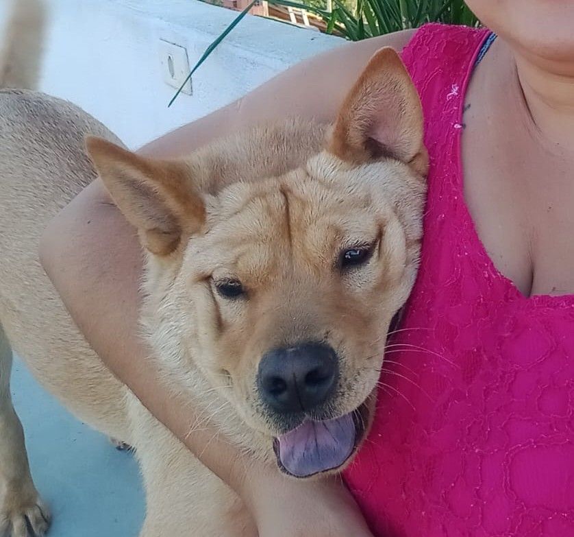 cachorro desaparecida