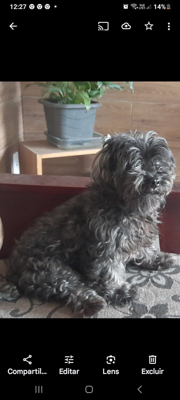 cachorro desaparecida