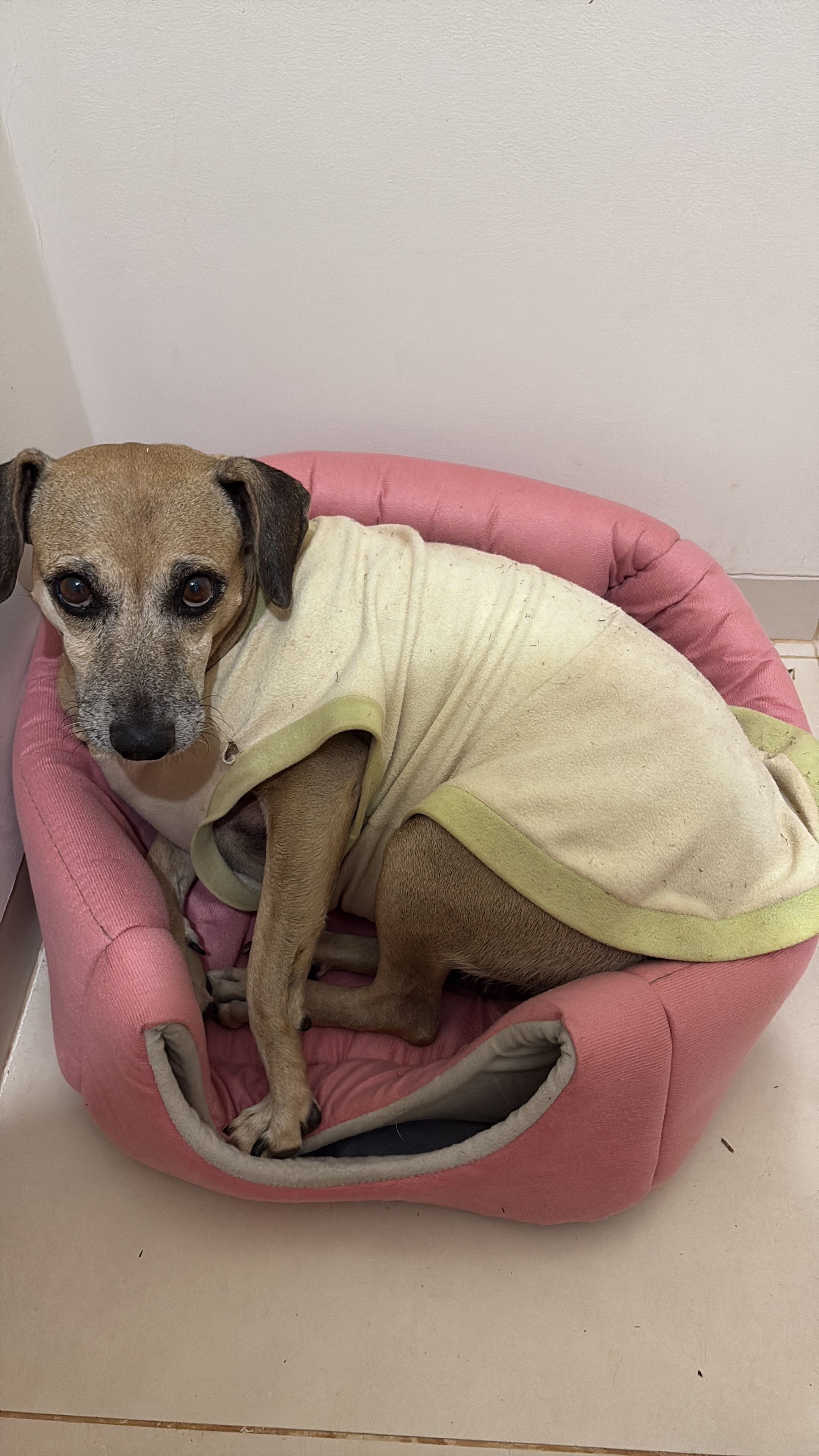 Não tem rabo, idosa (pelo branco no rosto), fugiu assustada da chuva. Possui uma “tatuagem” de castração na barriga