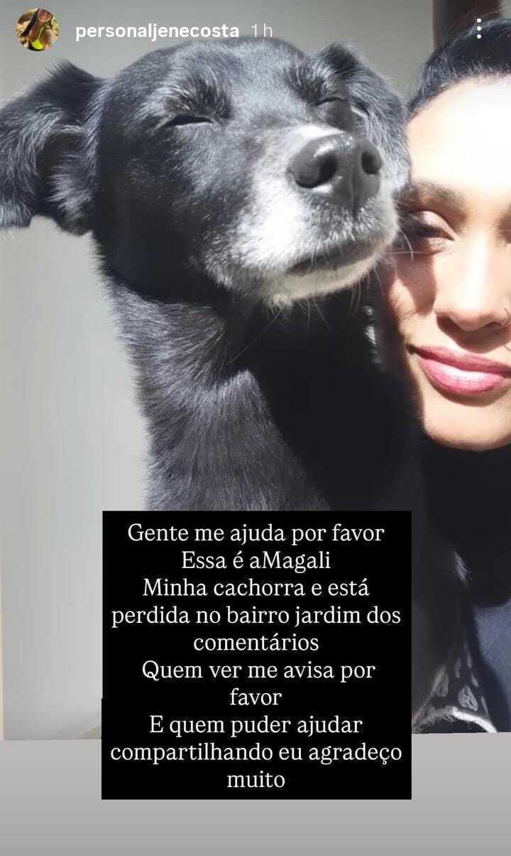 cachorro desaparecida