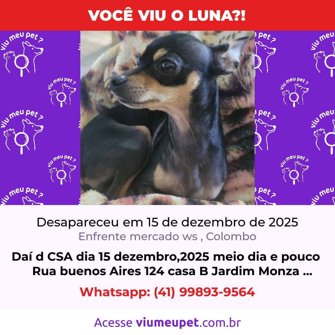 cachorro desaparecida