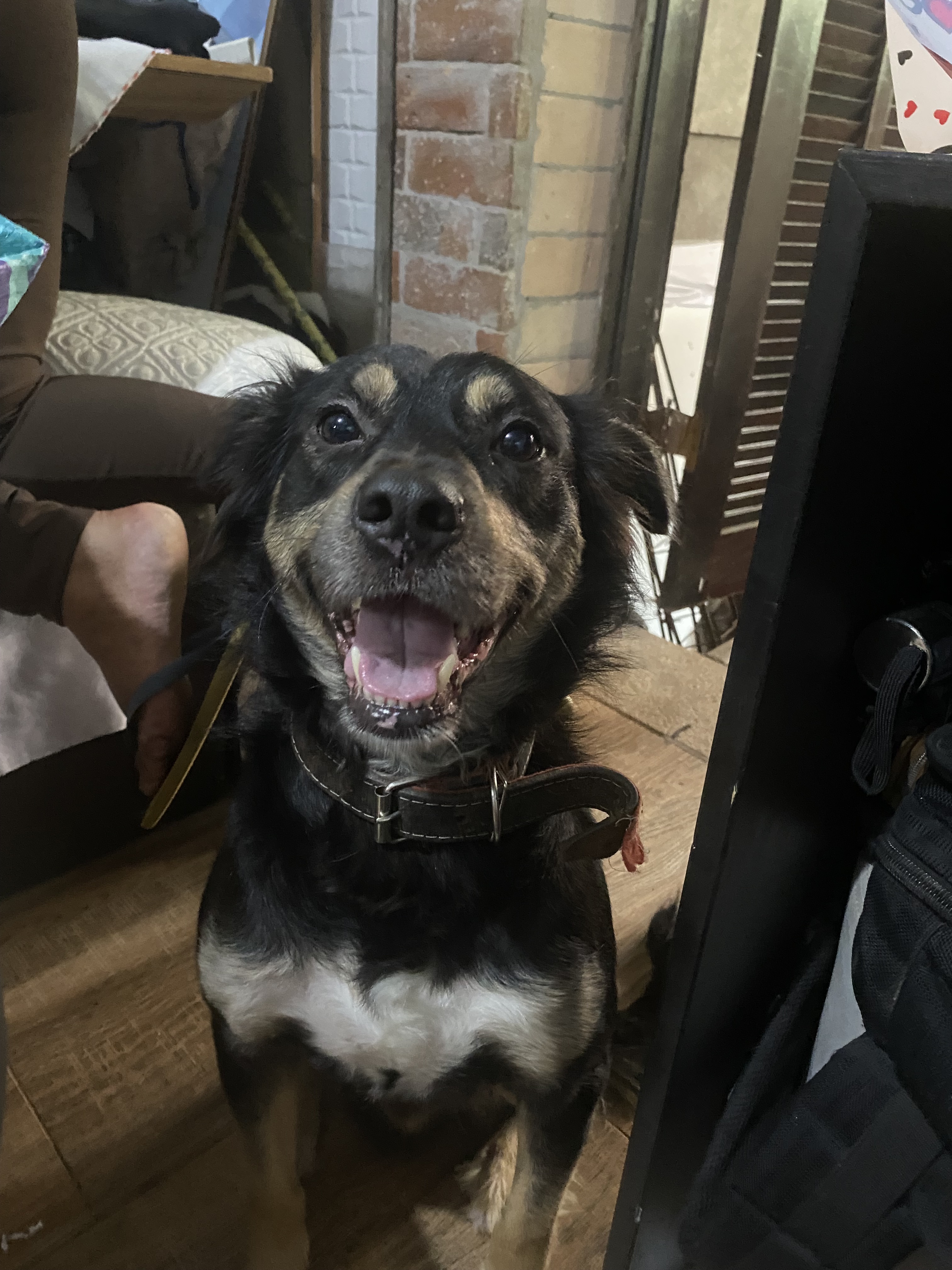 cachorro desaparecida