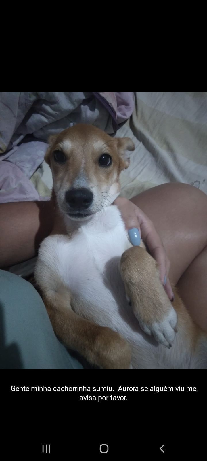 cachorro desaparecida