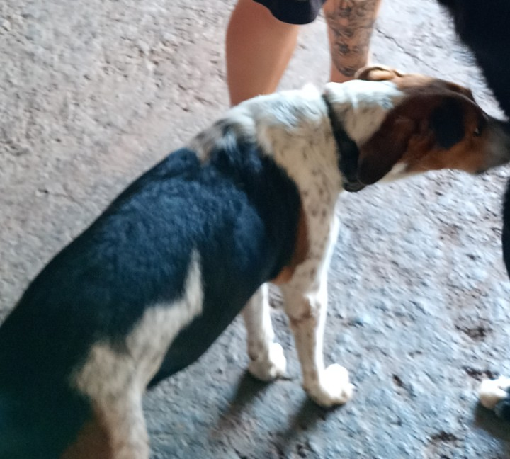 cachorro desaparecida