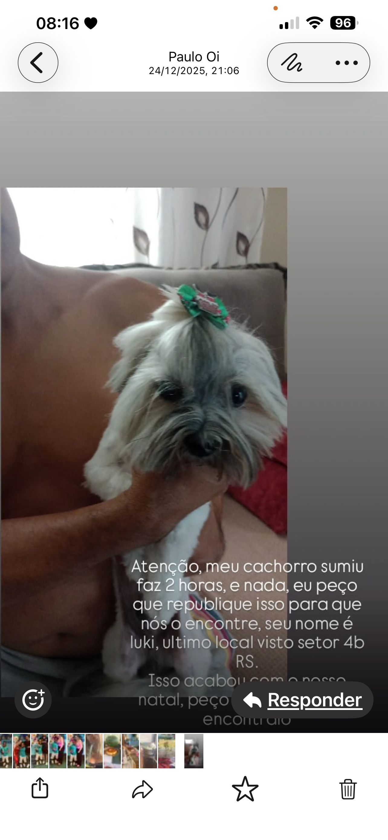 cachorro desaparecida