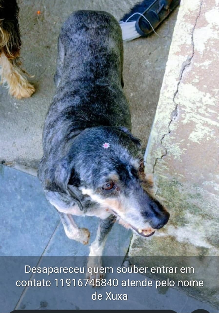 cachorro desaparecida