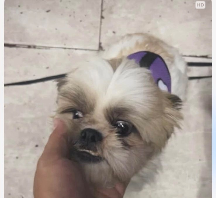 cachorro desaparecida