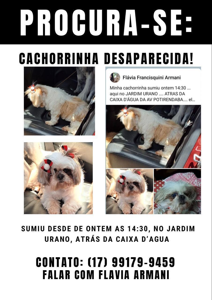 cachorro desaparecida