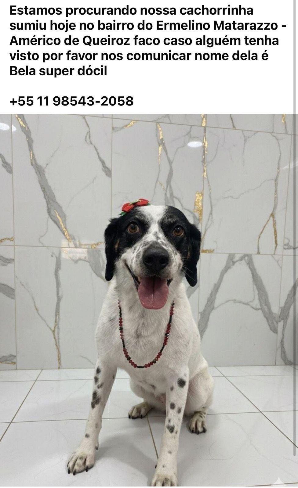 cachorro desaparecida