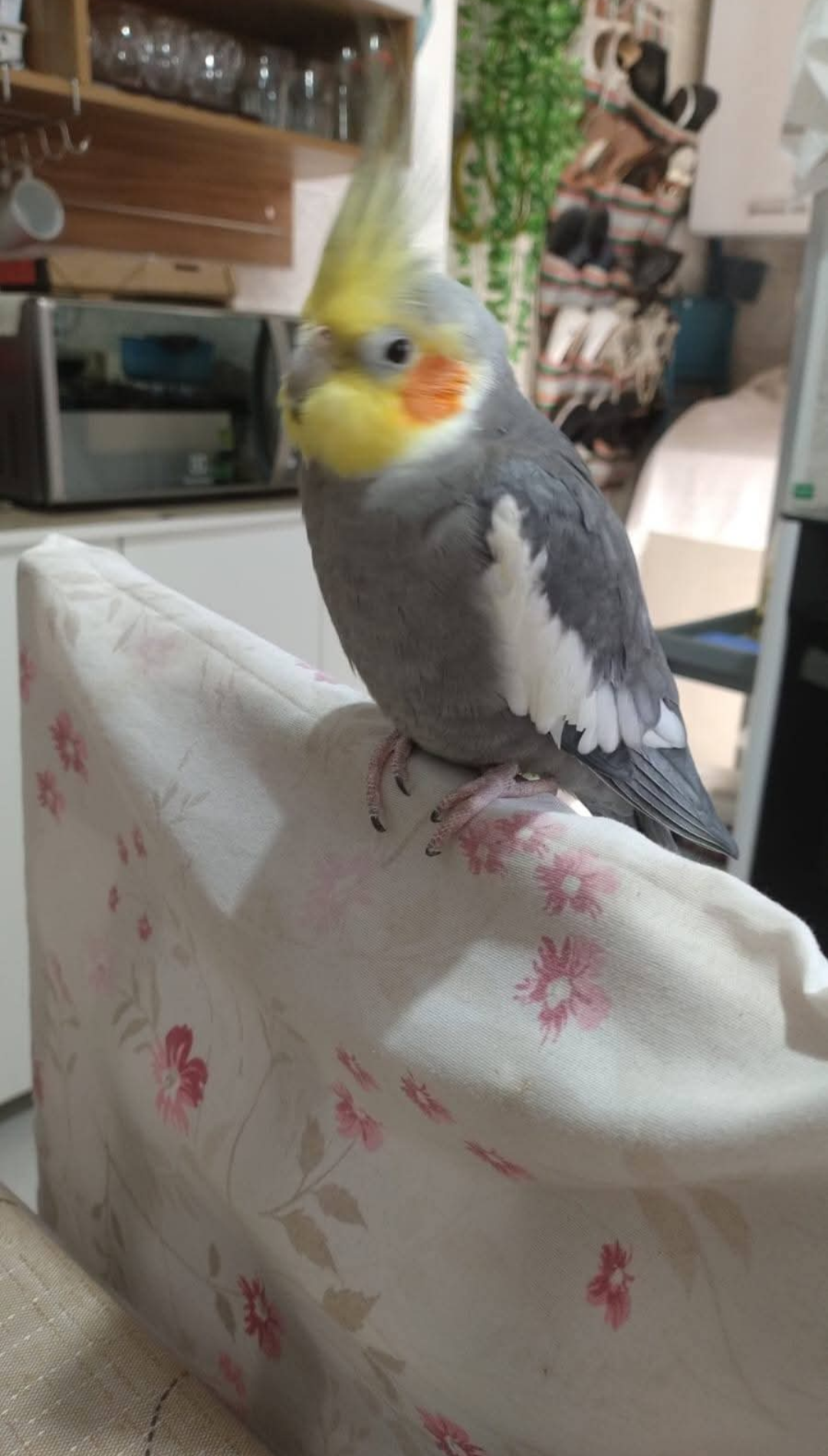 pássaro desaparecida