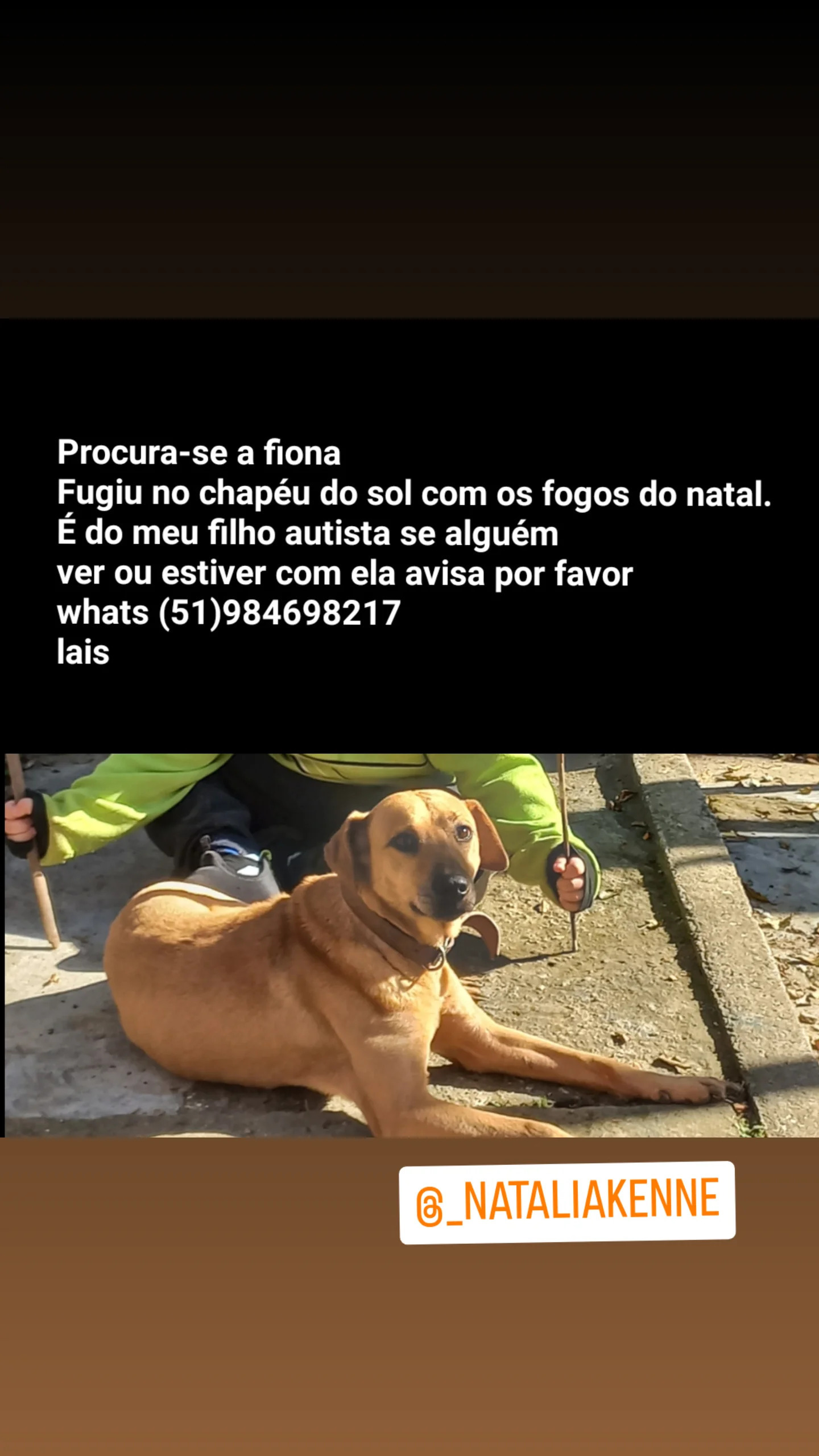 cachorro desaparecida
