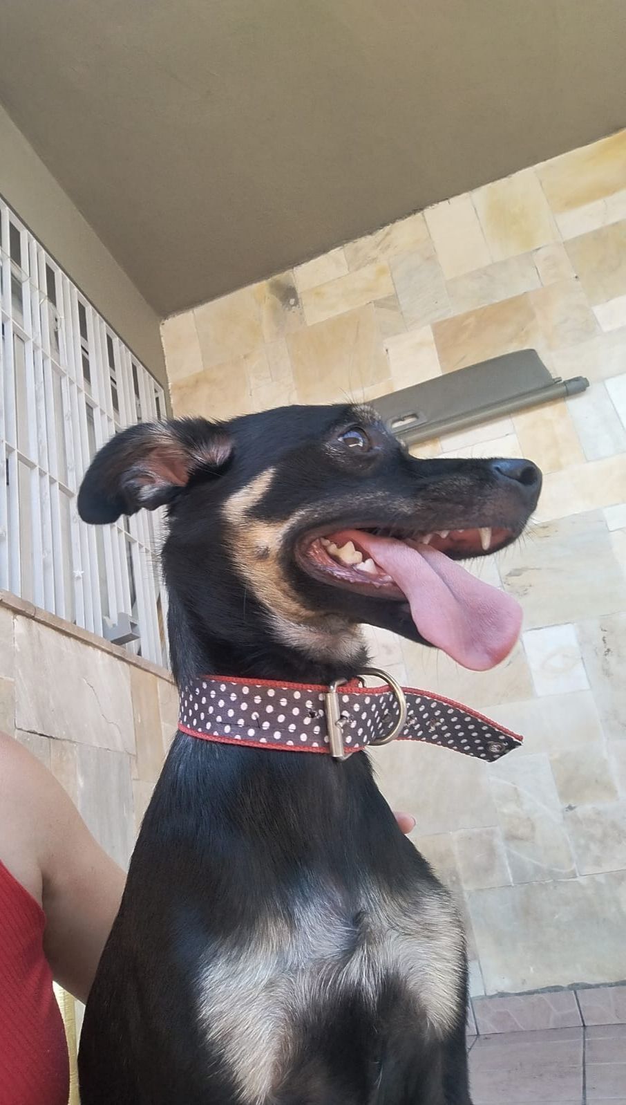 cachorro encontrada
