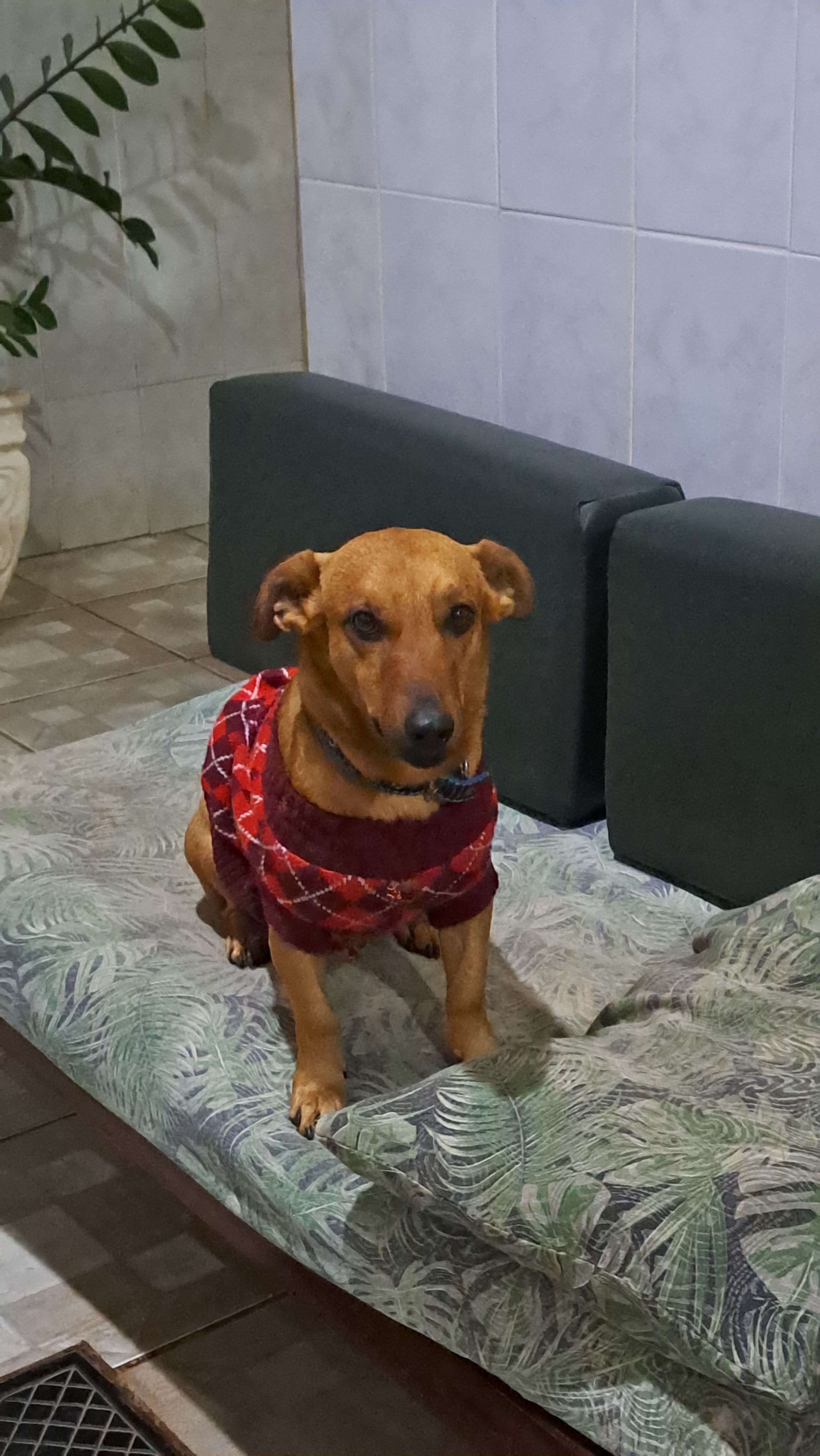 cachorro desaparecida