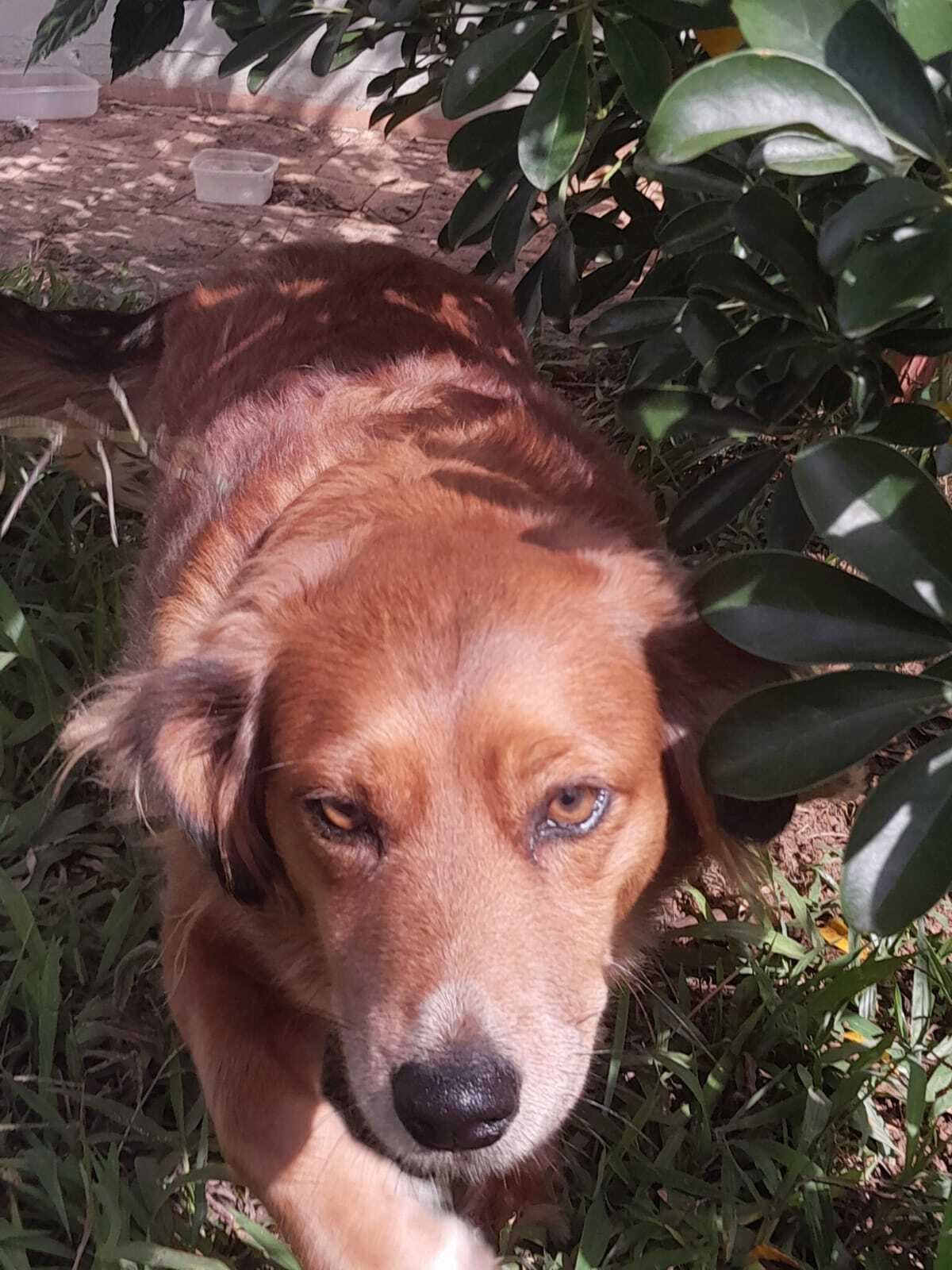 cachorro desaparecida