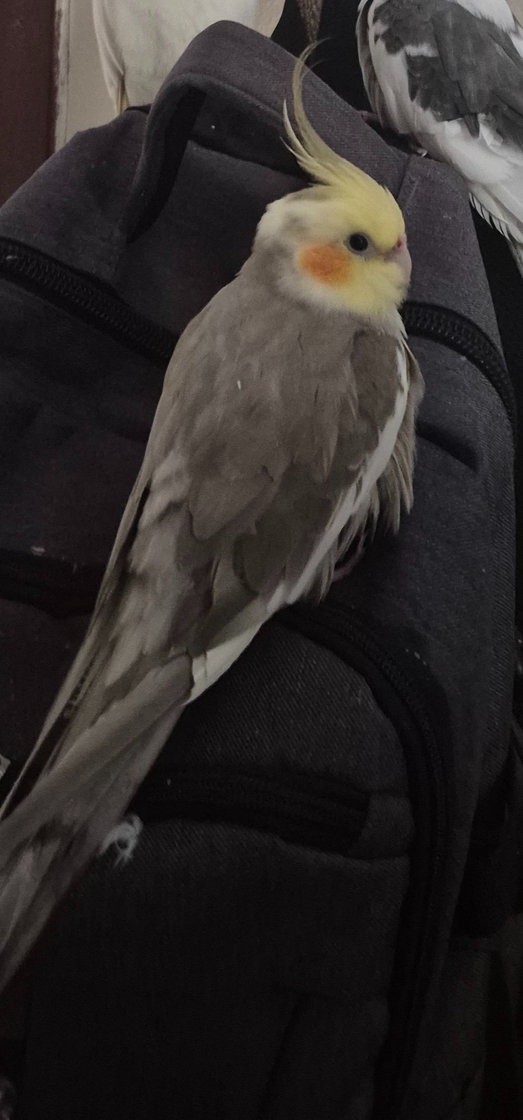 pássaro desaparecida