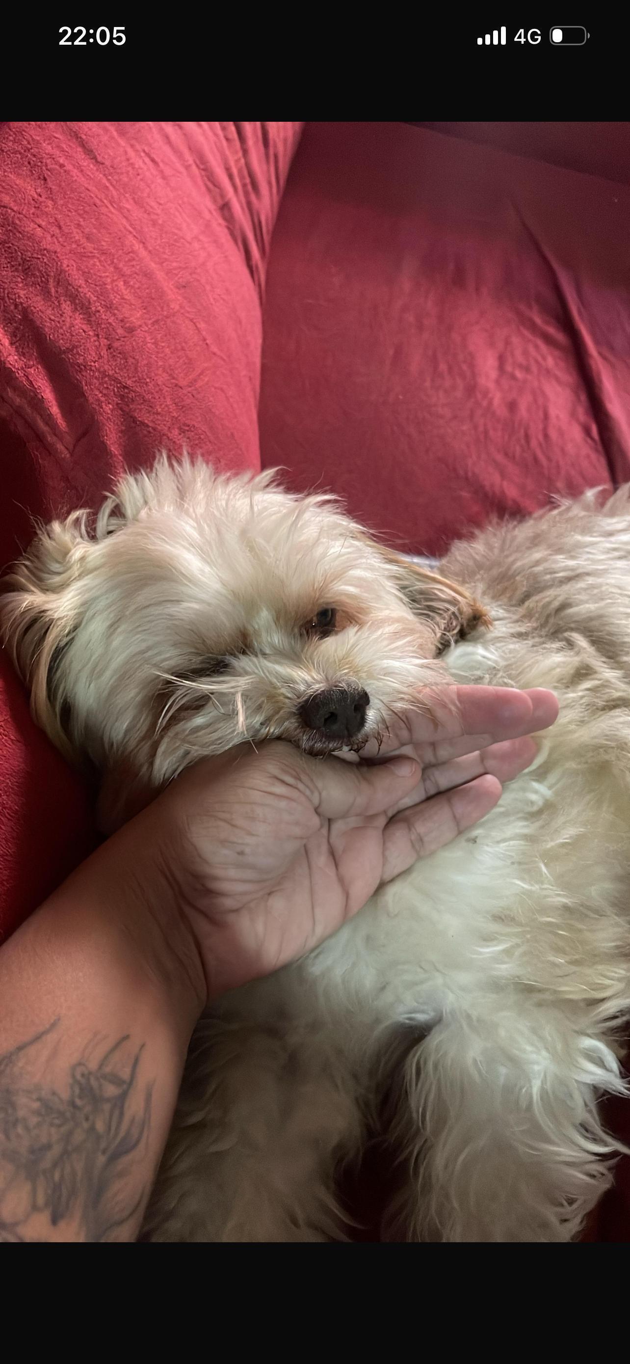 cachorro desaparecida