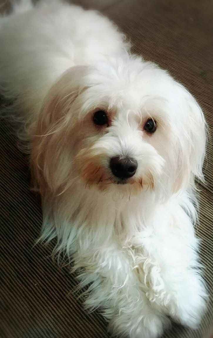 cachorro desaparecida