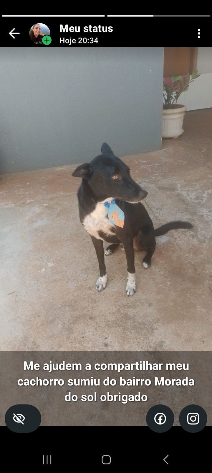 cachorro desaparecida