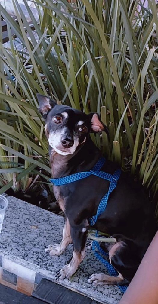 cachorro desaparecida