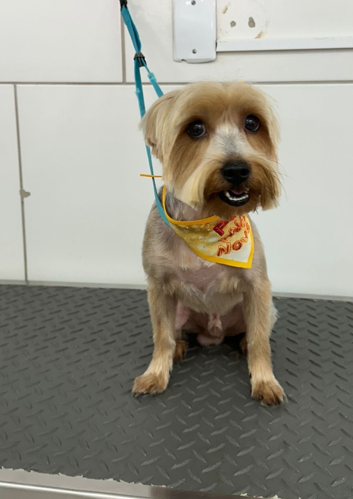 cachorro desaparecida