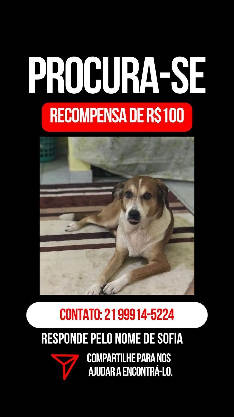 cachorro desaparecida