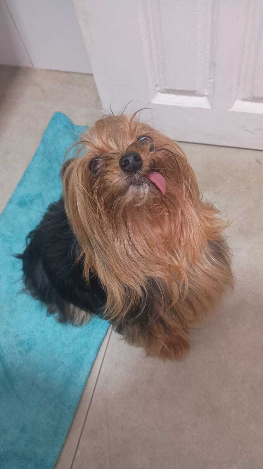 cachorro desaparecida