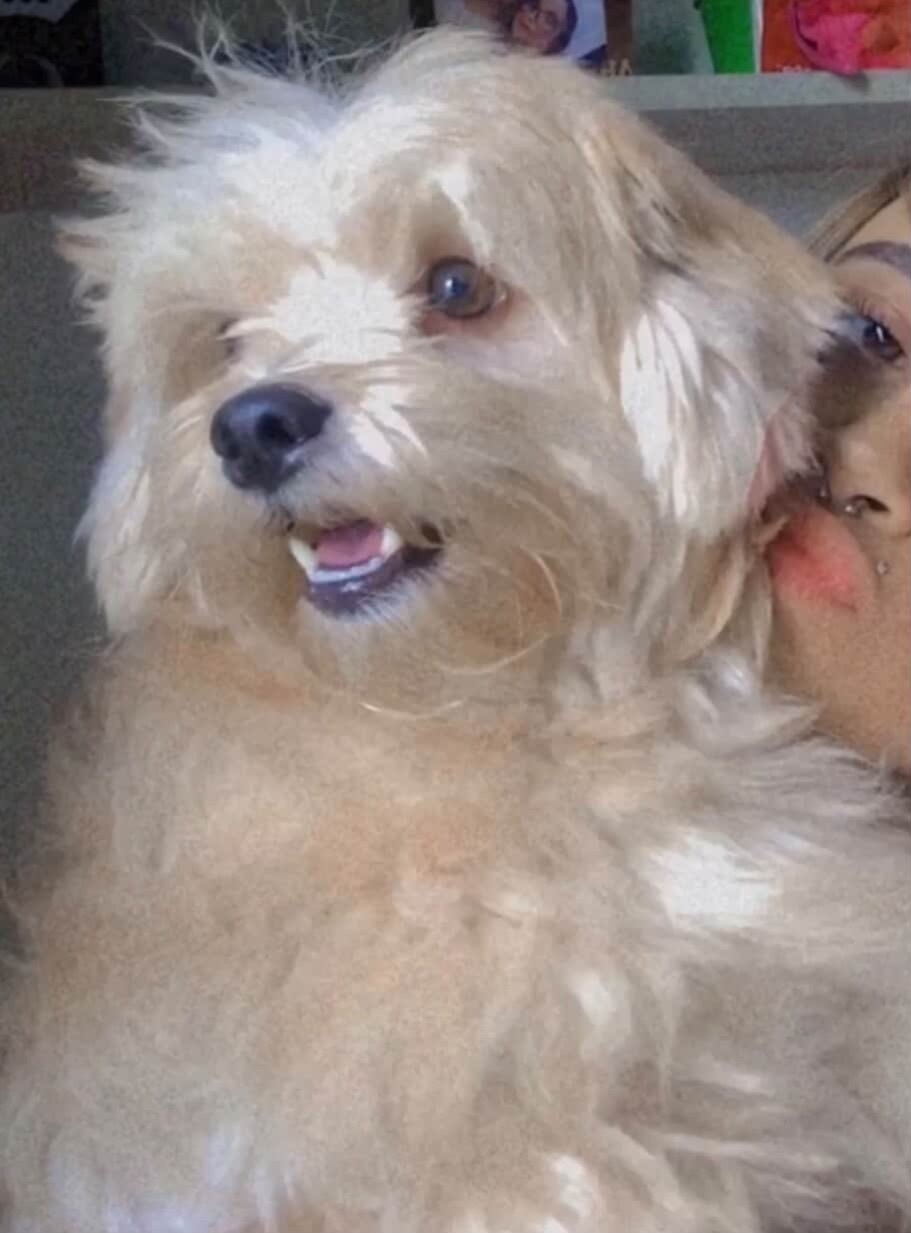 cachorro desaparecida