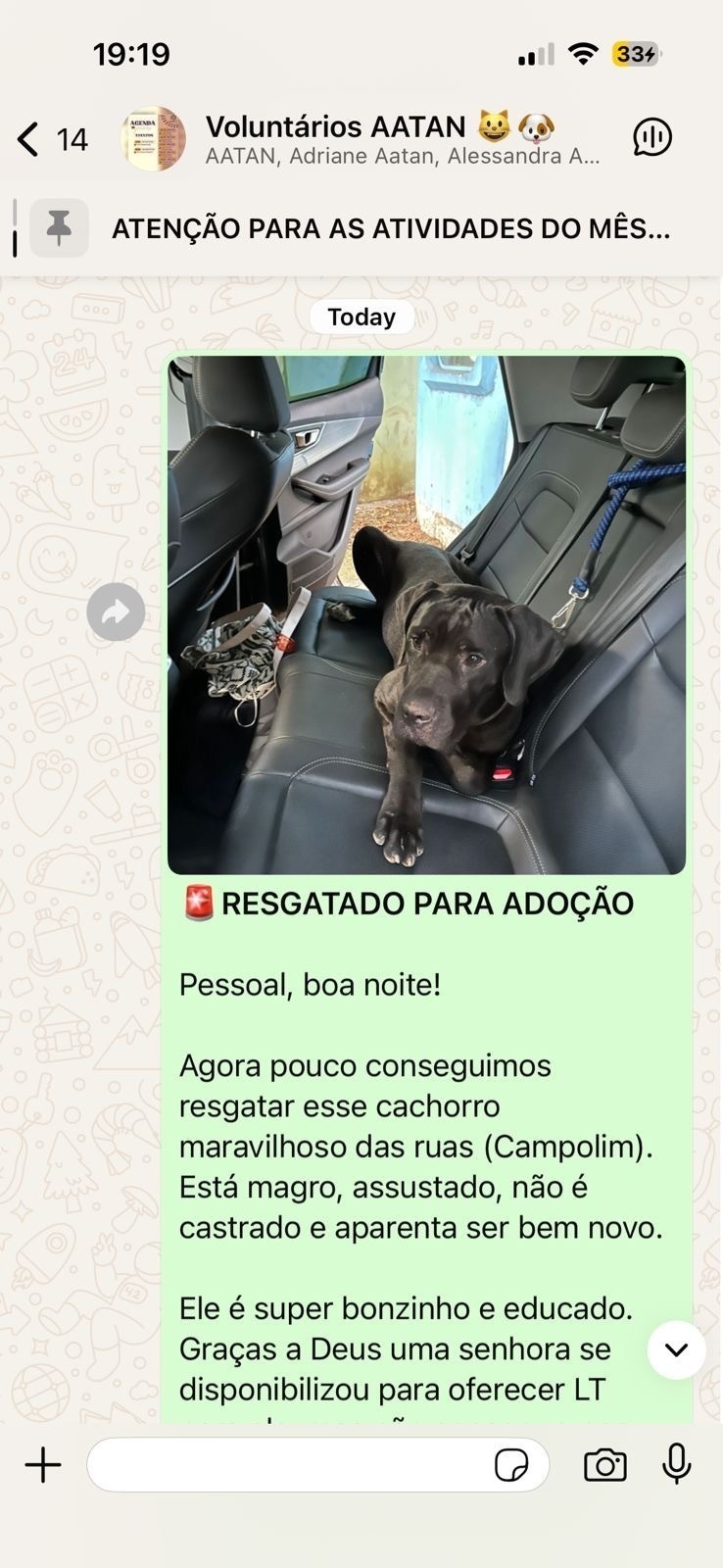 cachorro encontrada