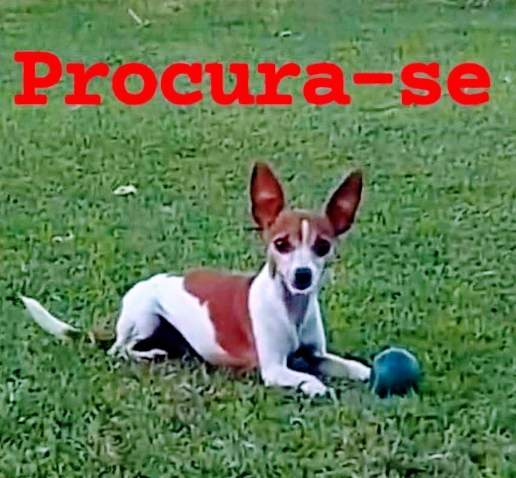 cachorro desaparecida