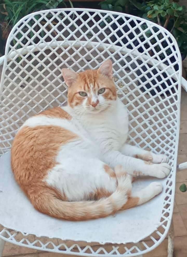 gato desaparecida