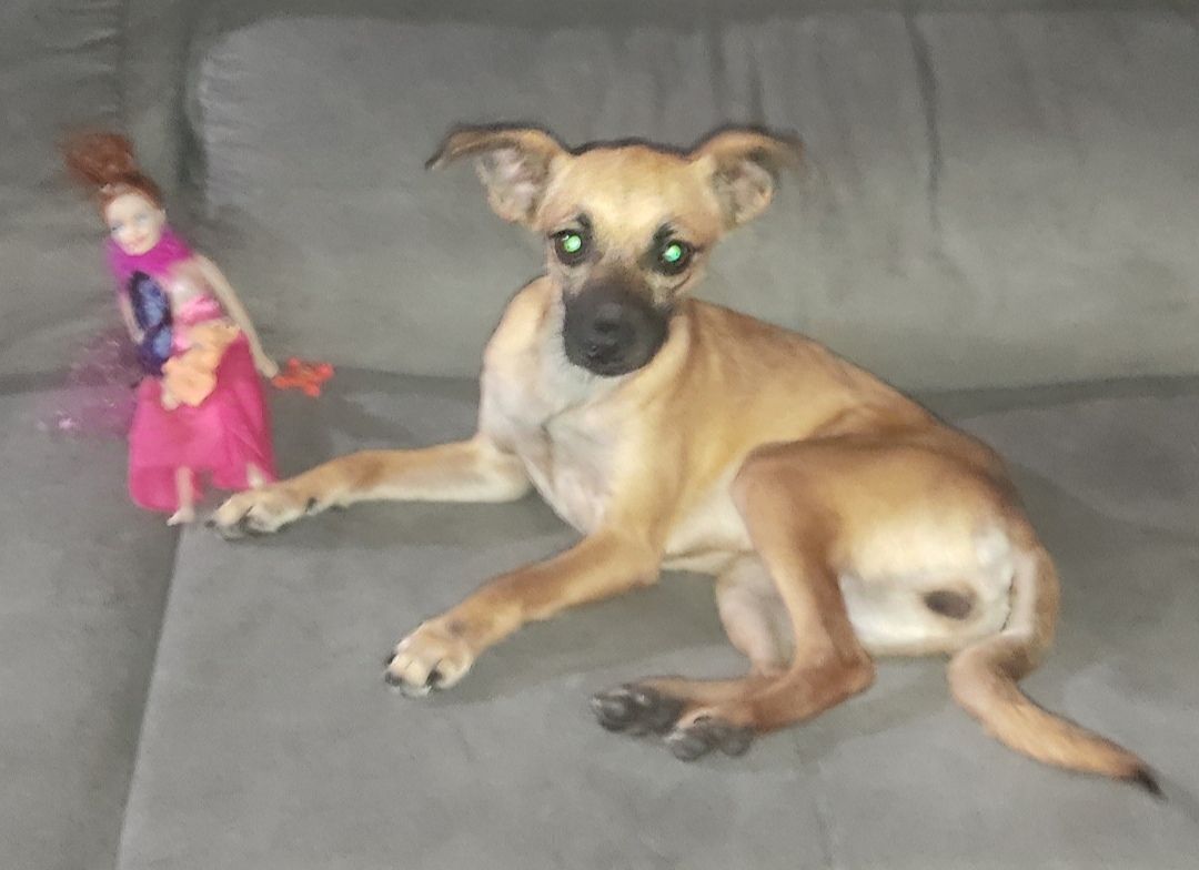 cachorro desaparecida