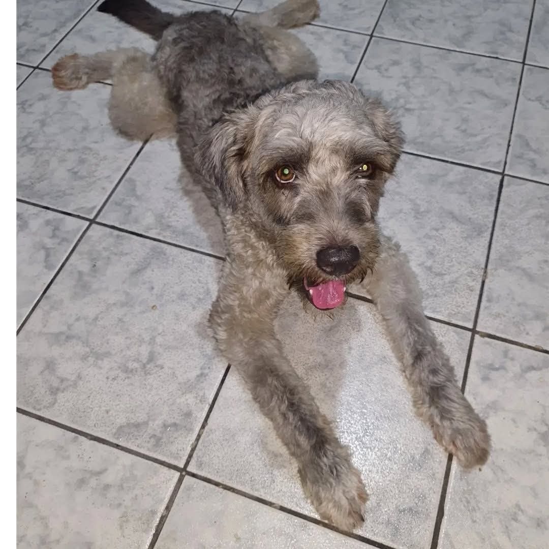 cachorro desaparecida