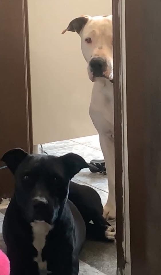 cachorro desaparecida