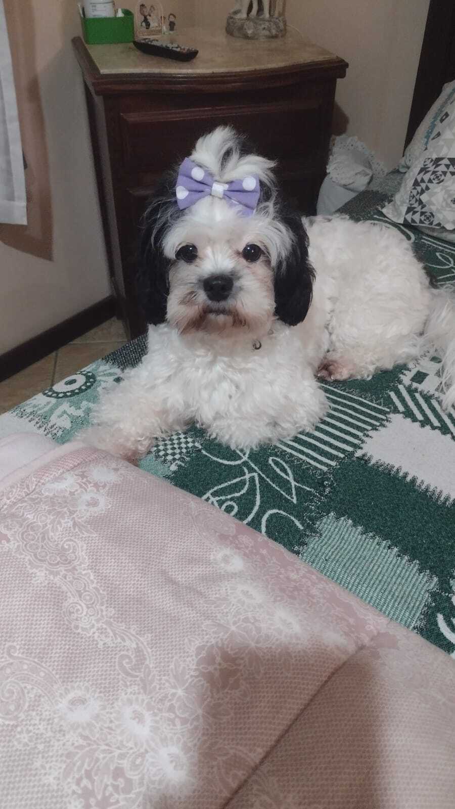 cachorro desaparecida