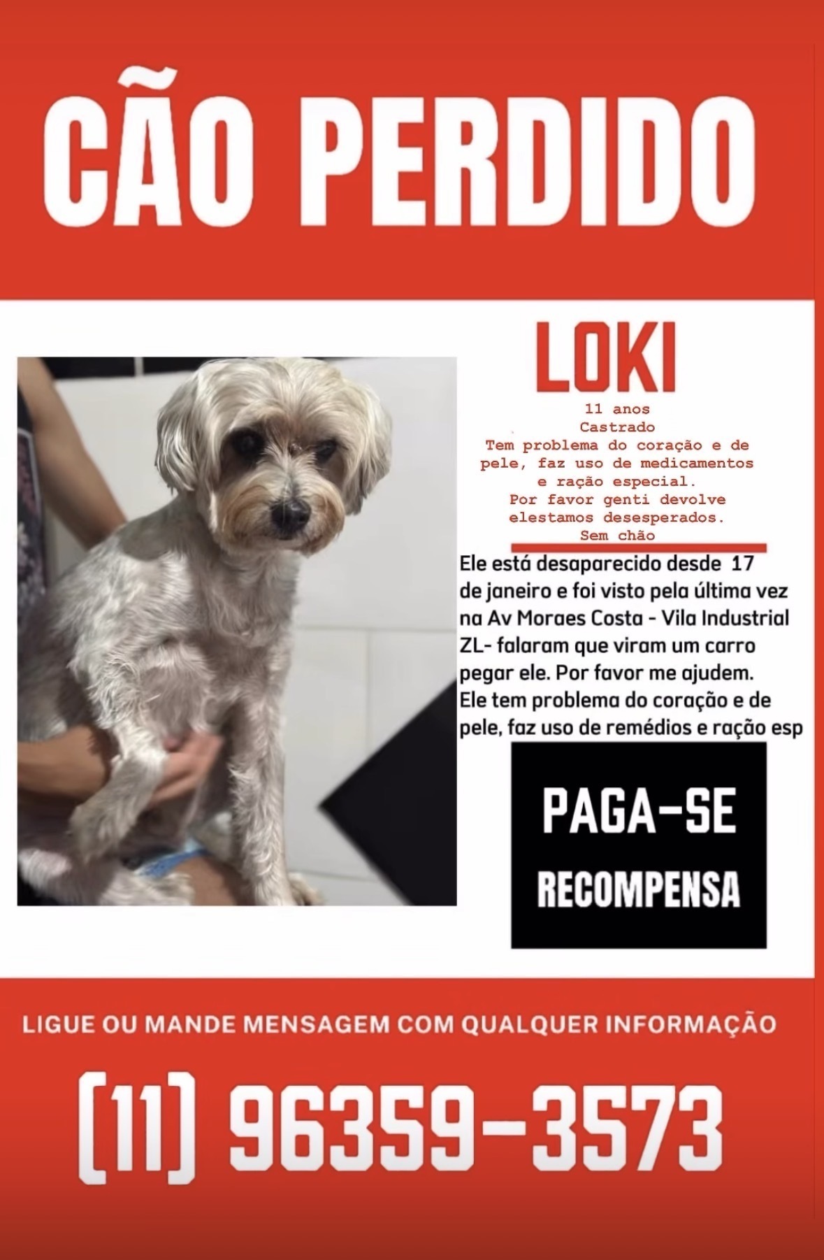 cachorro desaparecida