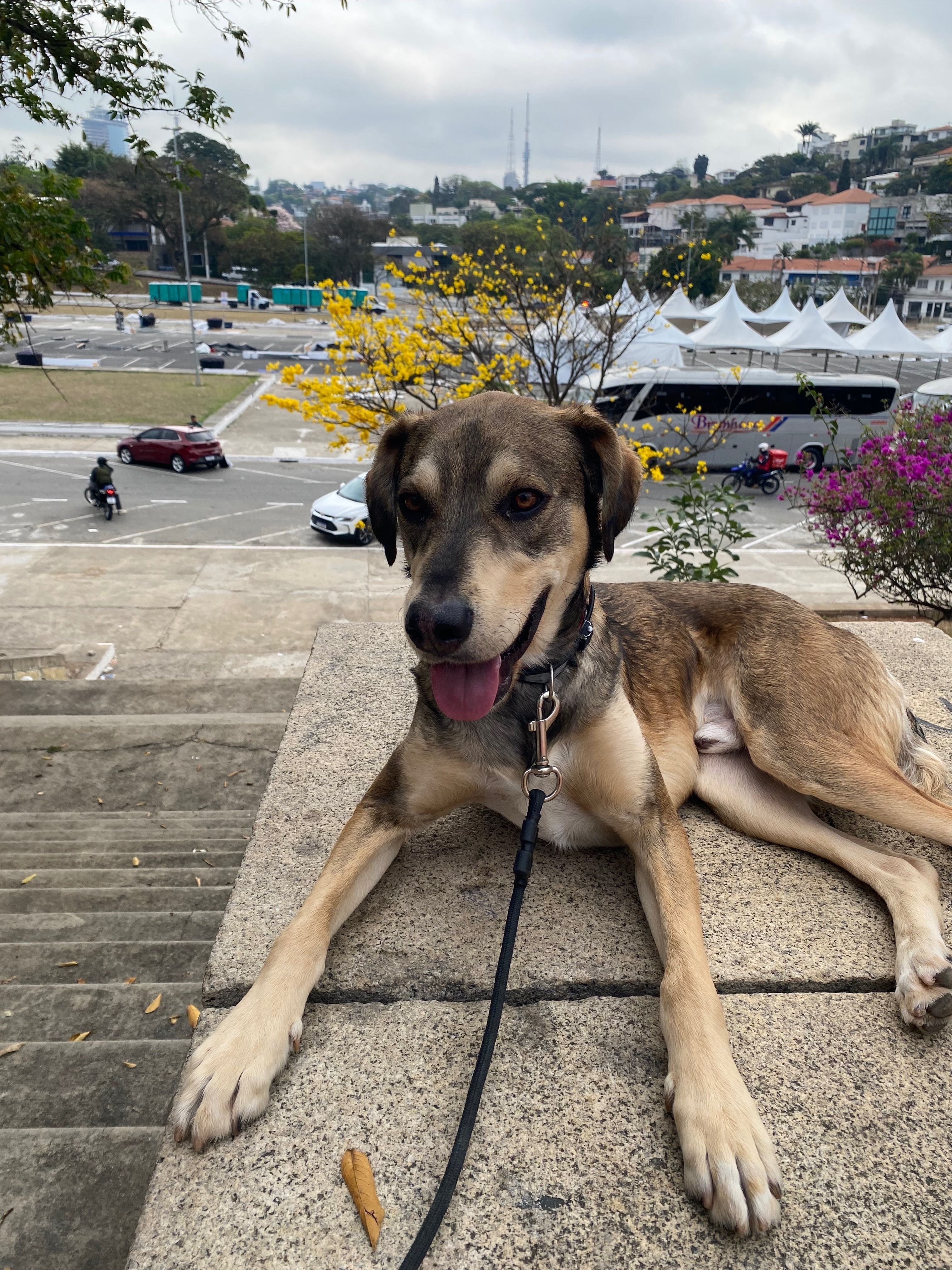 cachorro desaparecida