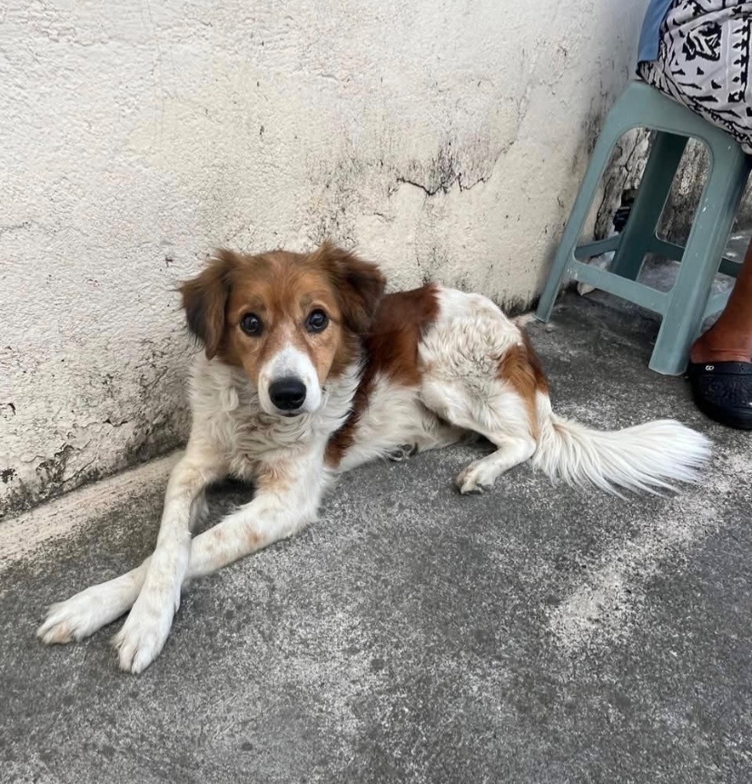 cachorro desaparecida