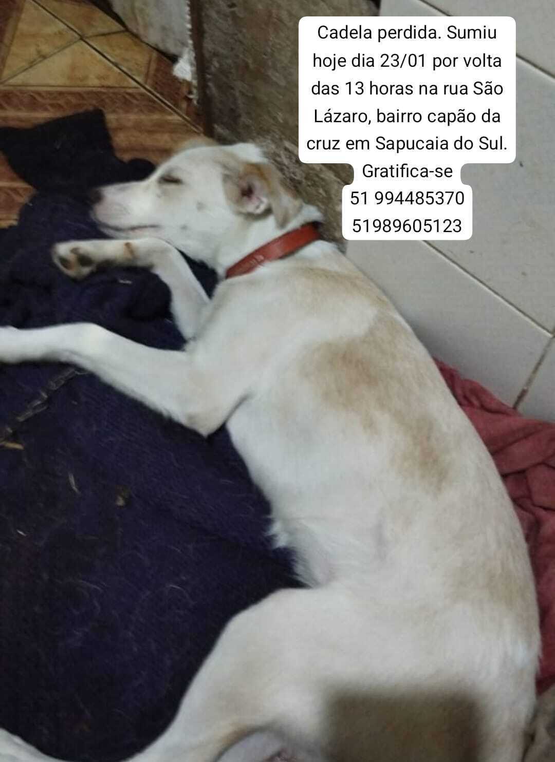 Cachorro perdido