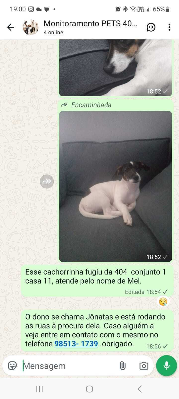 A MEL te a cor do corpinho branca, com a carinha escura e uma mancha branca na testinha e uma marrom no bumbum, ela é bastante dócil! Ela fugiu do pet shopping Garfield enquanto tomava banho